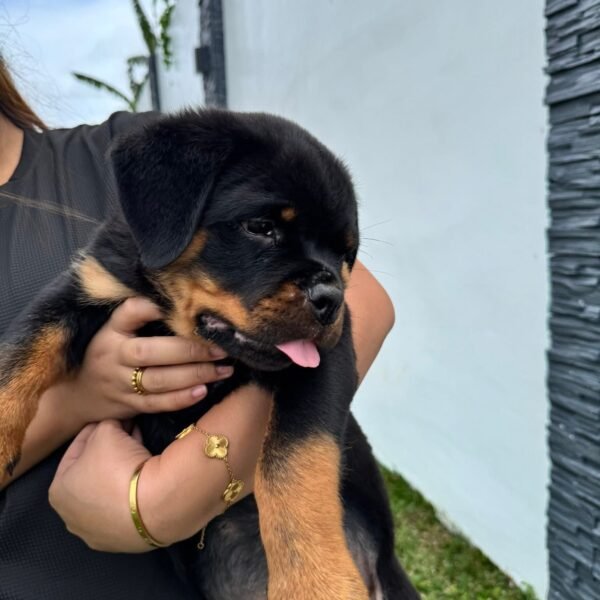 Titan