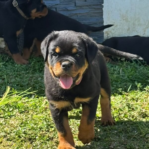 Tica