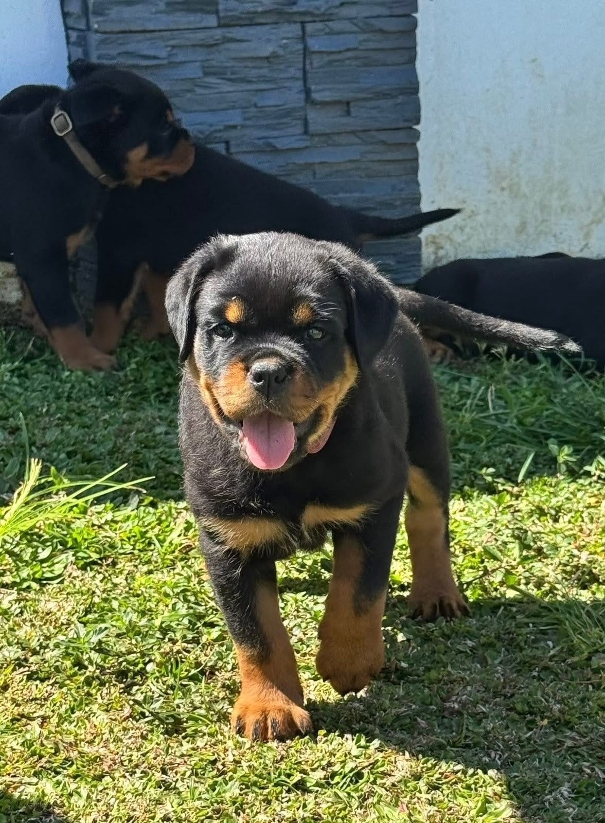 Tica