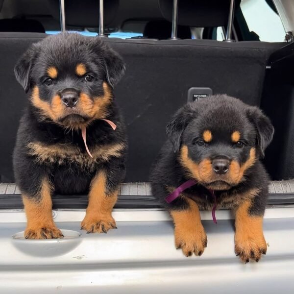 Kiana & Kate