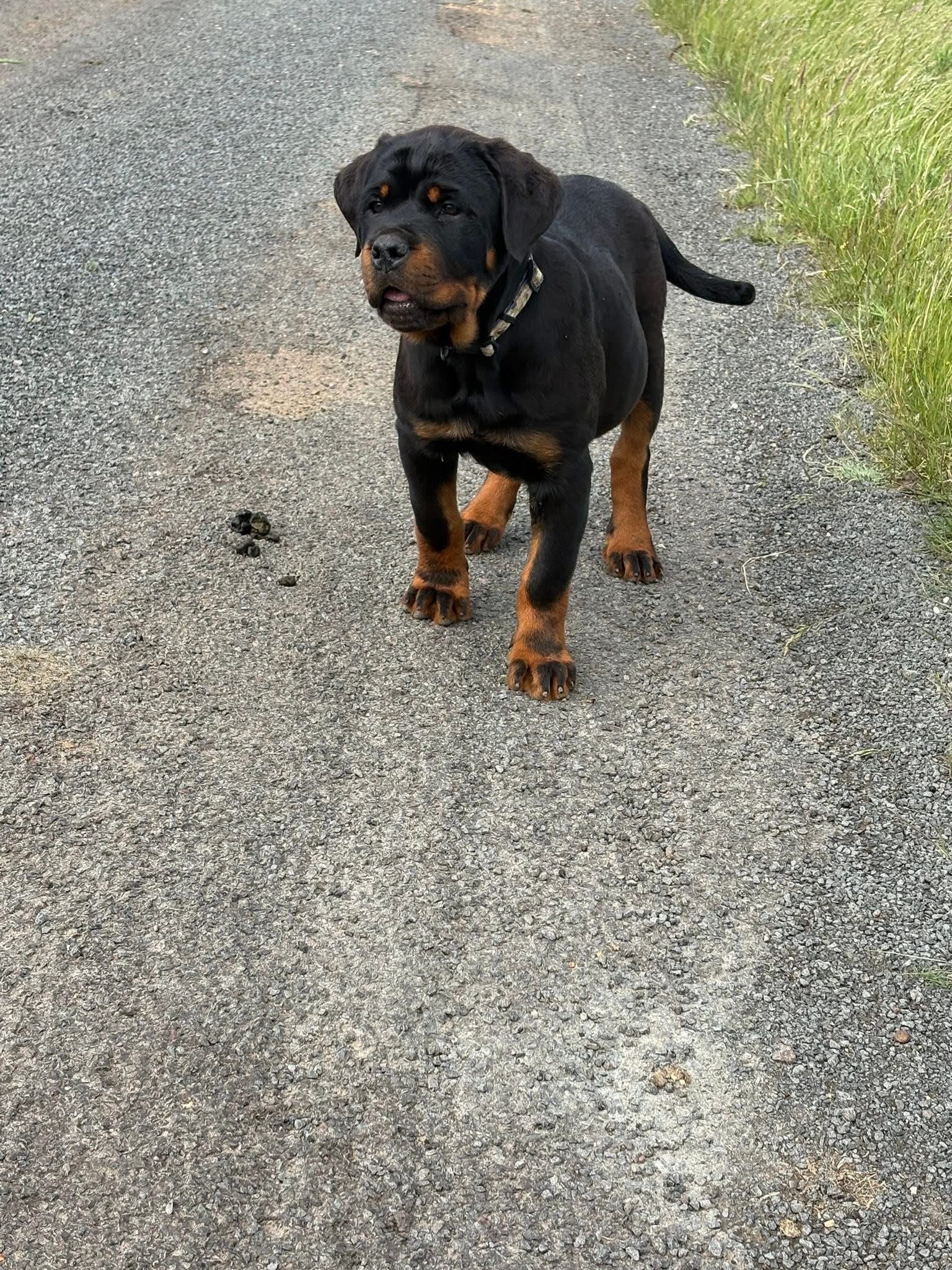 Nala - Image 2