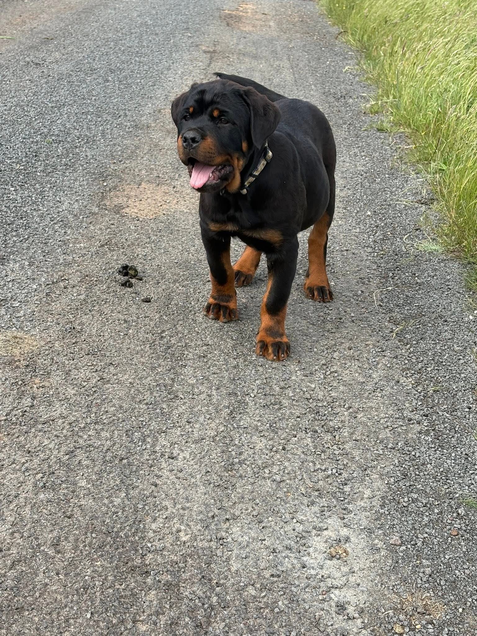 Nala