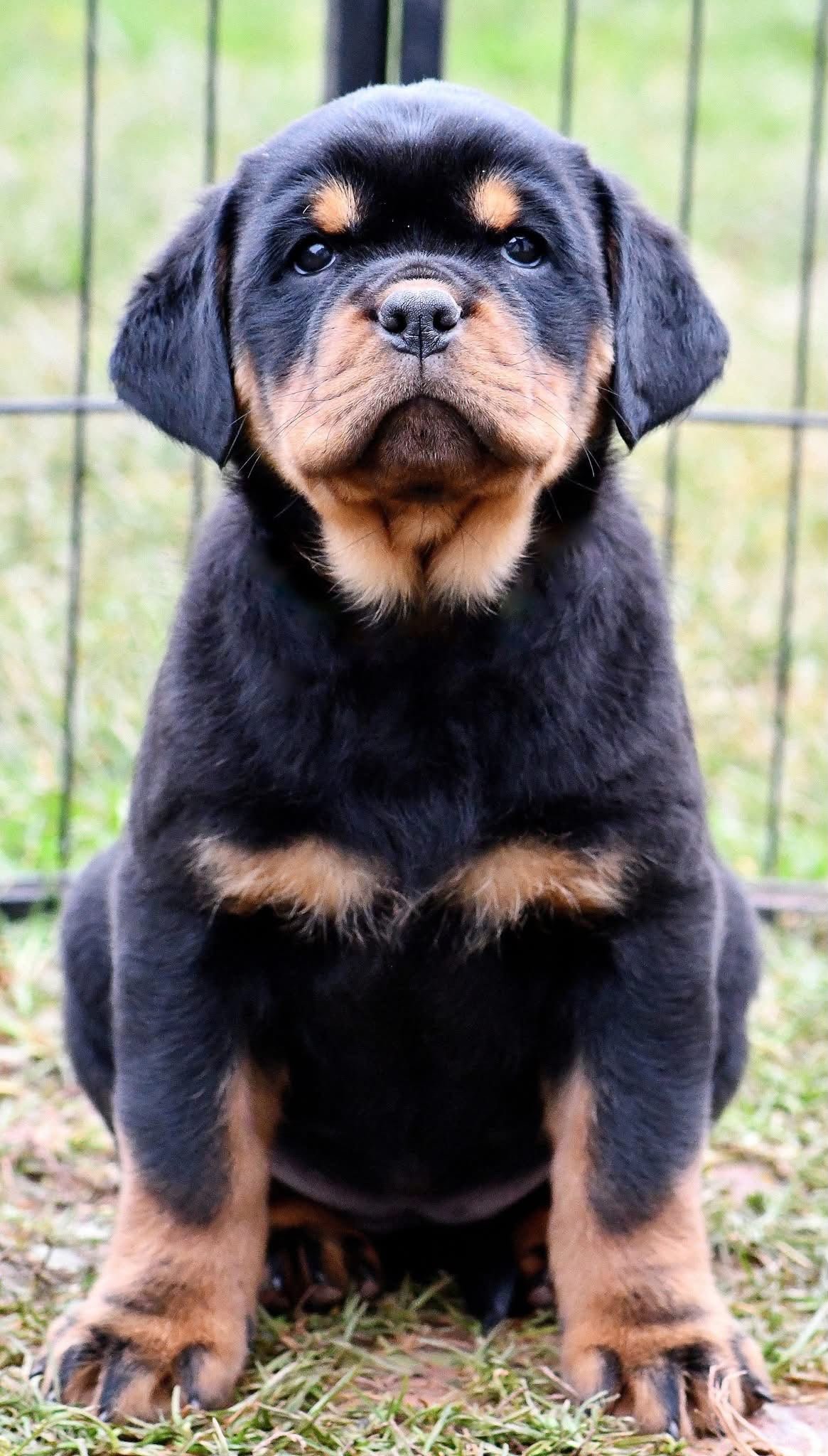 Coco