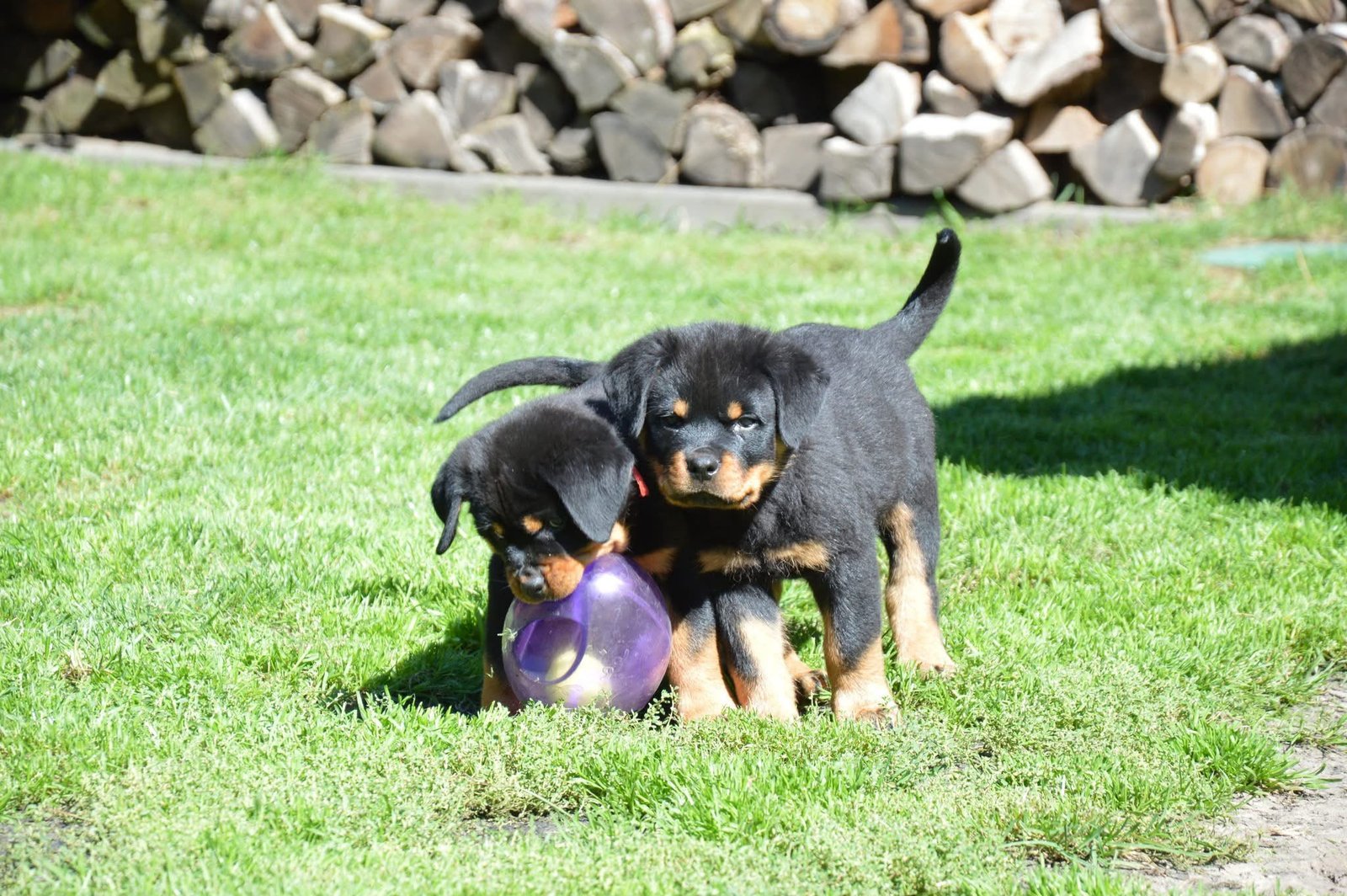 Roxy & Cocksy